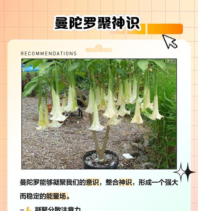 曼陀罗角色特点和使用技巧是什么？